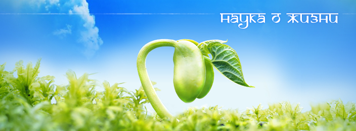 Аюрведа Аюрведа