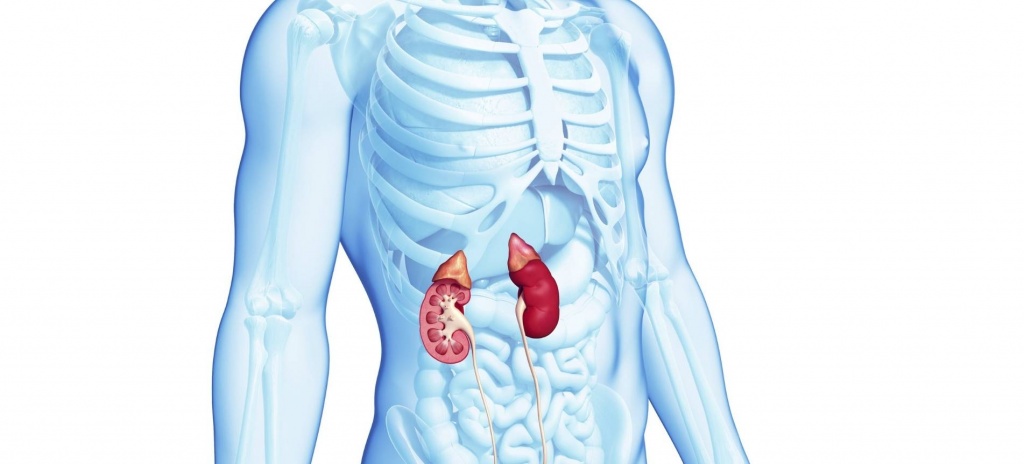 Почи с надпочечниками в теле человека
