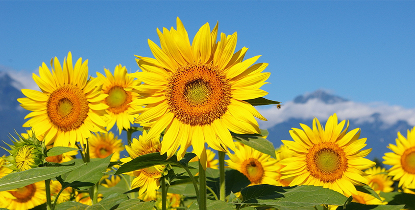 Лето — сезон Питты Подсолнечники