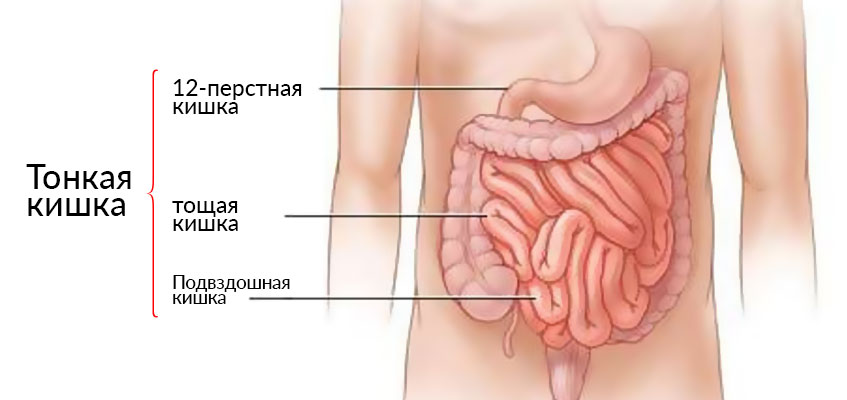 Еда проходит долгий путь Строение живота