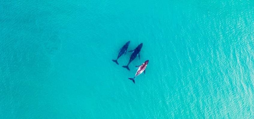 Опоры вашего успеха Три кита в море