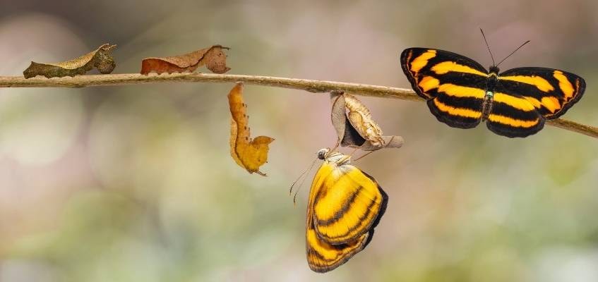 Преобразитесь! Кокон и бабочка