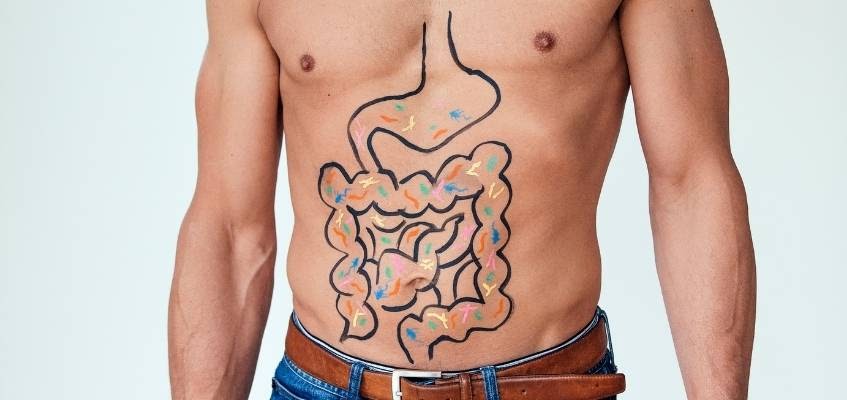 Кишечник выполняет важную функцию для иммунитета Строение кишечника