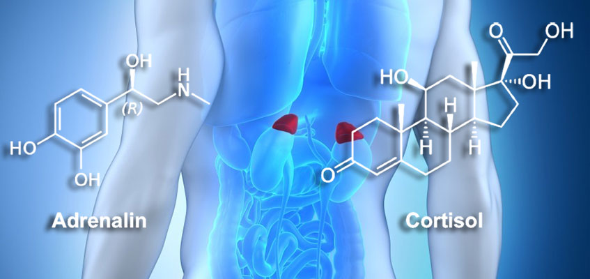 Дисбаланс кортизола и адреналина приводят к болям Строение внутренних органов