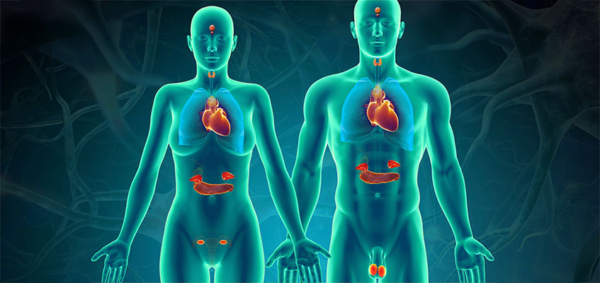 Внутренние органы Расположение органов, отчвечающих за гормоны