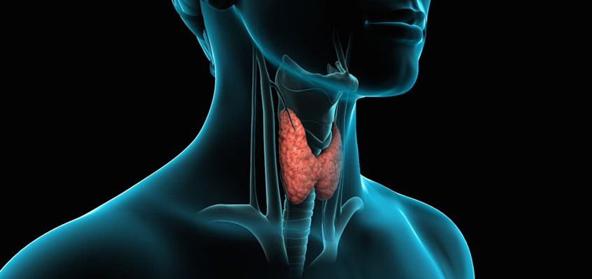 Размер маленький, а значение — огромное! Щитовидная железа