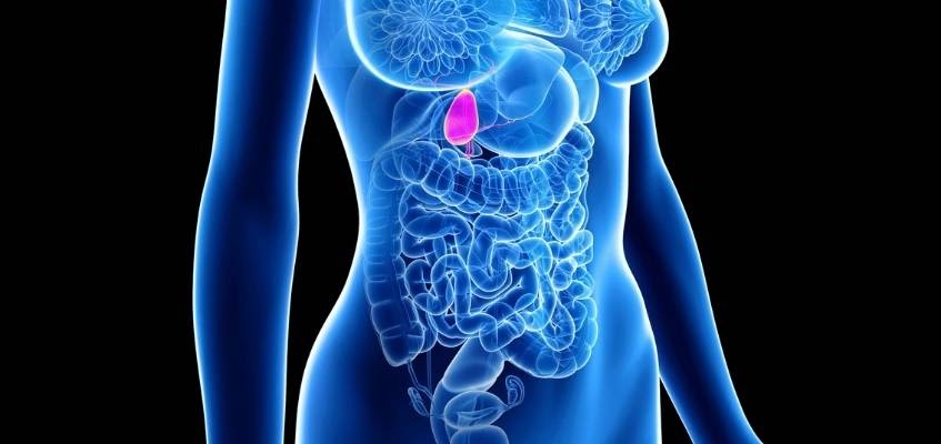 Желчный пузырь можно просто массировать Расположение желчного пузыря в теле