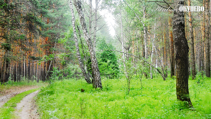 Окунитесь в стихию природы Дорога в лесу