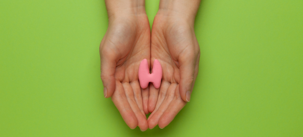 Железа в форме бабочки Внешний вид щитовидной железы