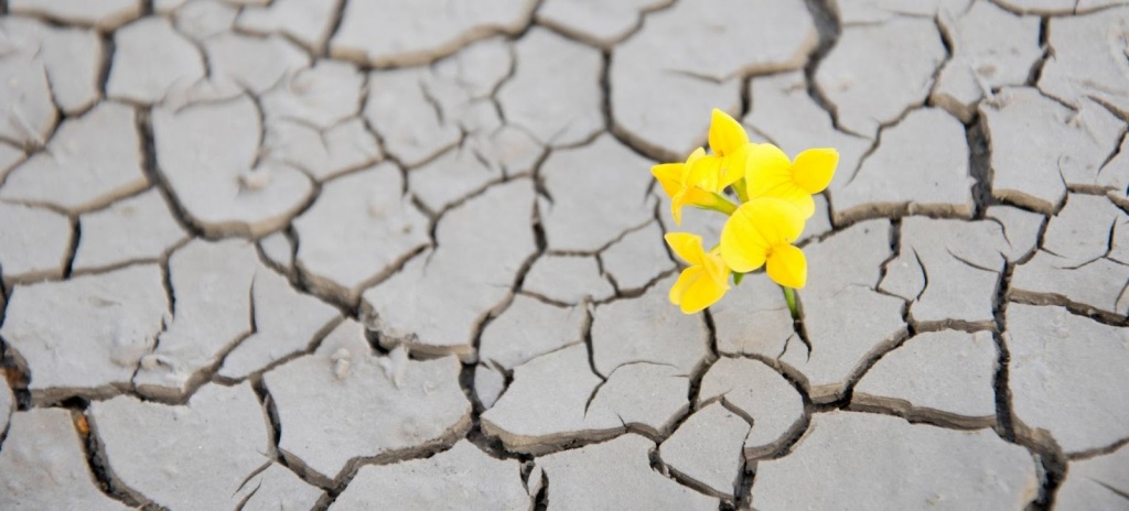 Восстановить состояние после COVID Цветок в пустыни