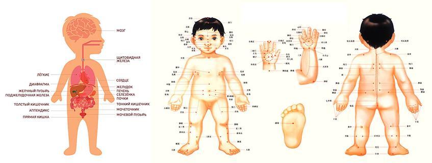 Строение тела