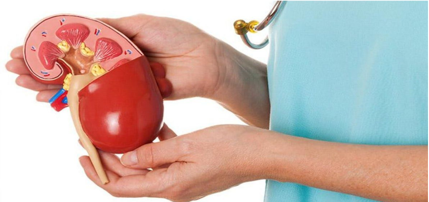 киста почки