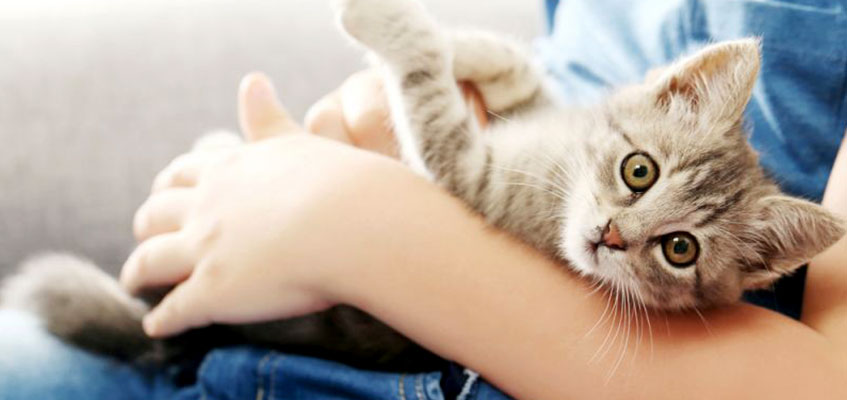 Животные очень чувствительны Кот на руках