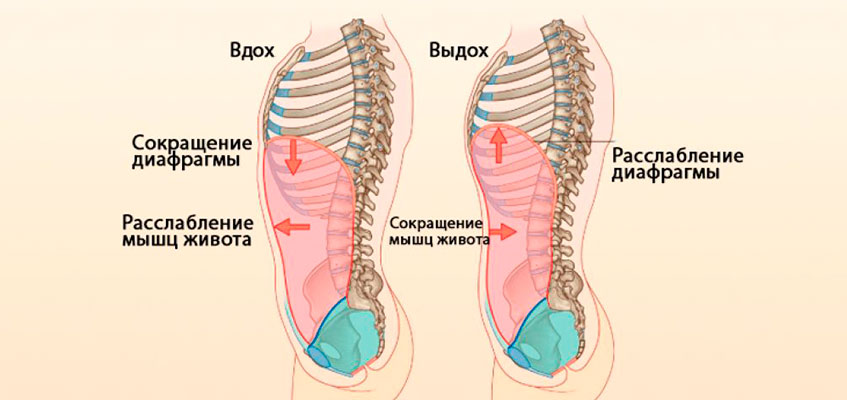 Дыхание животом Схематичное изображение брюшного дыхания