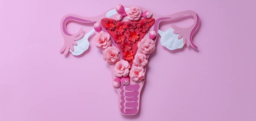 Ответственный за беременность Строение матки из цветков