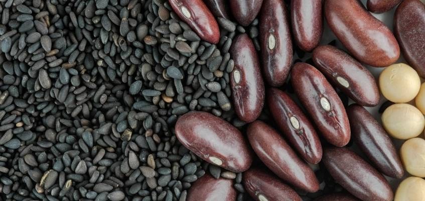 Помогите почкам питательными веществами Бобовые