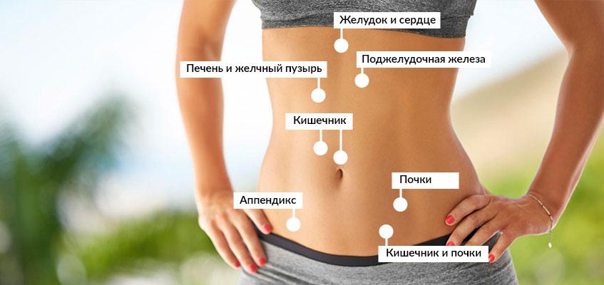 В брюшной полости собраны самые важные органы Расположение внутренних органов