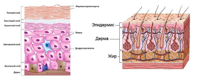 Кожа выполняет важные функции Строение кожи